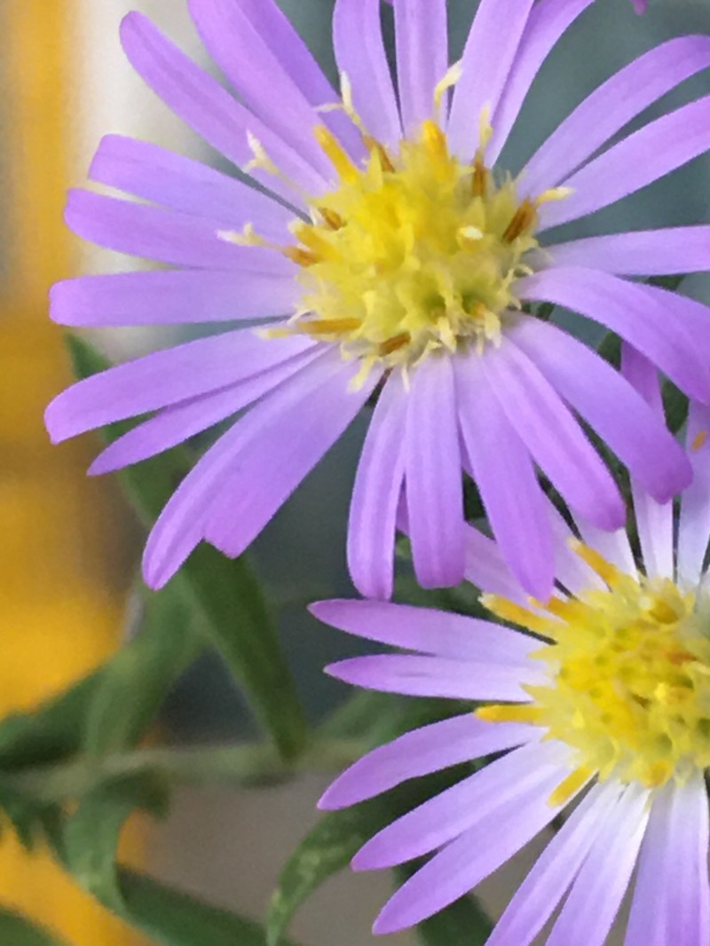 Simmonds' Aster photo 3