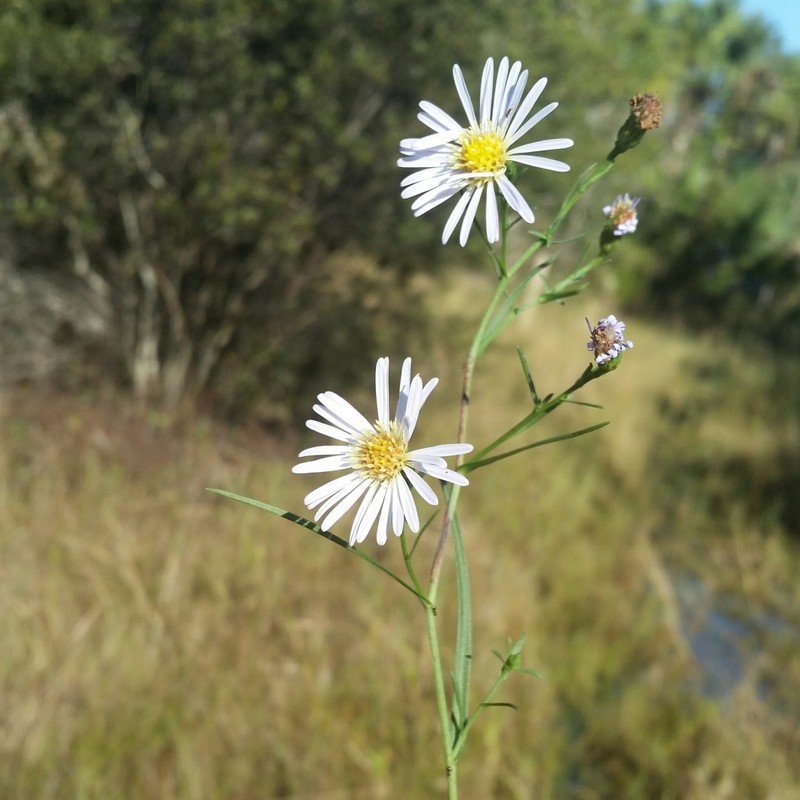 Simmonds' Aster photo 4