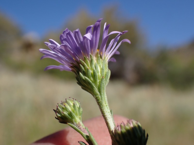 Western Mountain Aster photo 7
