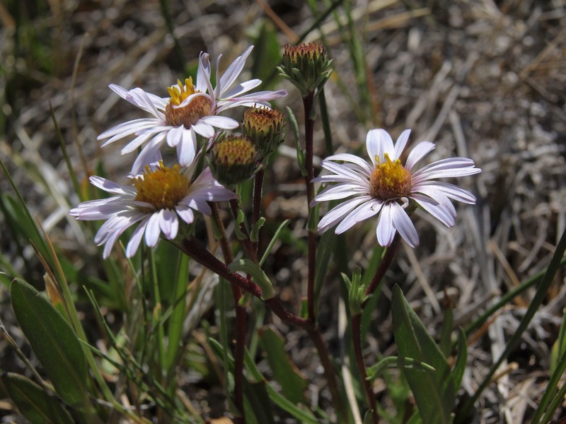 Western Mountain Aster photo 5