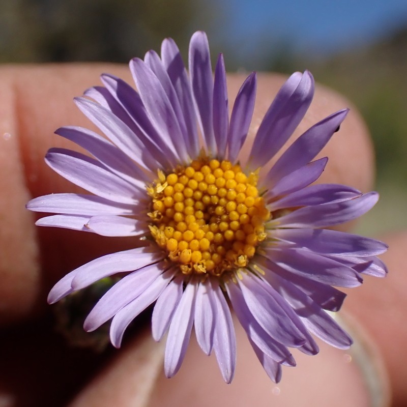 Western Mountain Aster photo 6