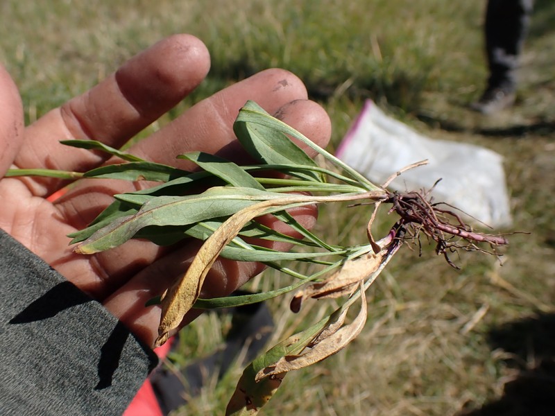 Western Mountain Aster photo 7