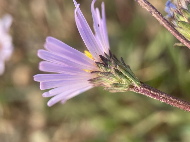 Western Mountain Aster photo 8