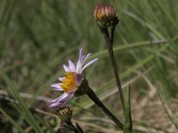 Western Mountain Aster