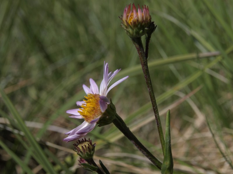 Western Mountain Aster