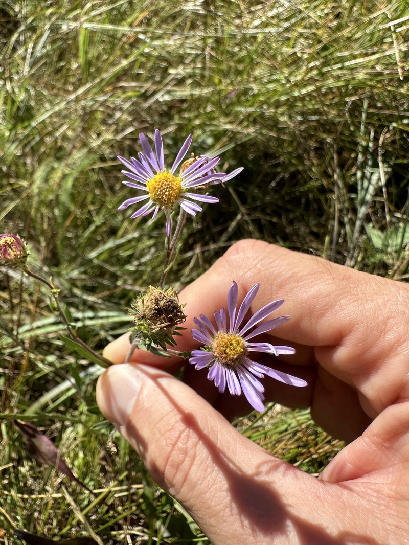 Symphyotrichum spathulatum var. intermedium