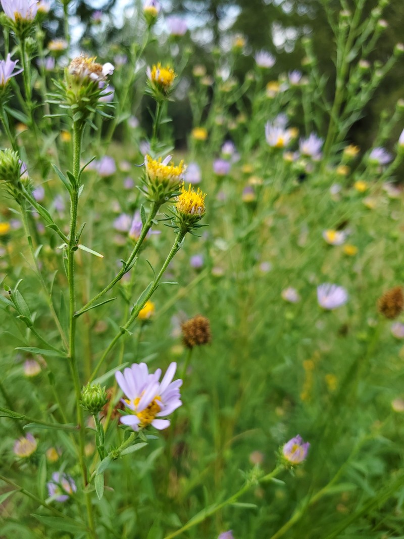 Symphyotrichum spathulatum var. intermedium photo 2