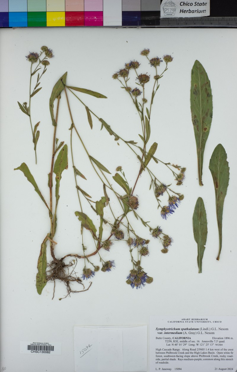 Symphyotrichum spathulatum var. intermedium photo 3