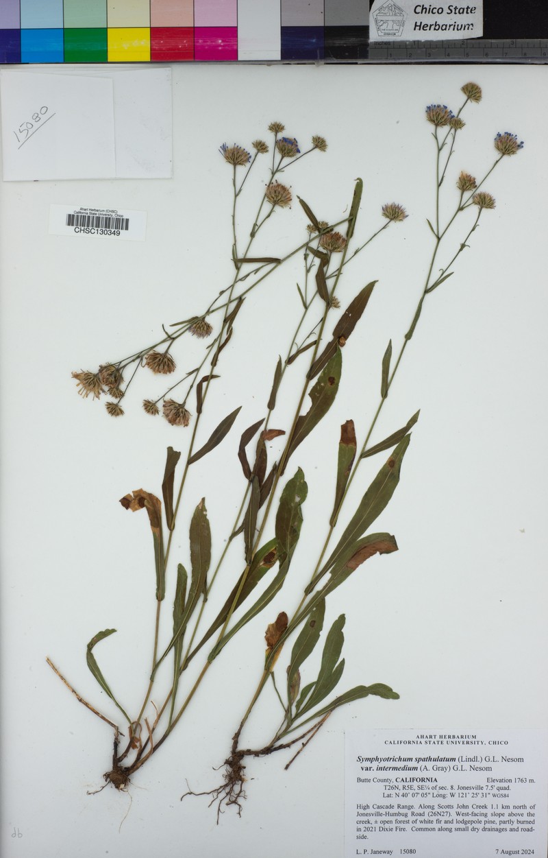 Symphyotrichum spathulatum var. intermedium photo 4