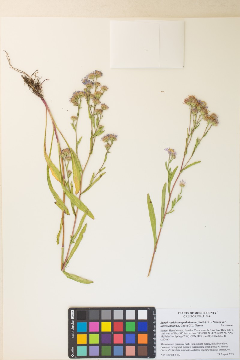 Symphyotrichum spathulatum var. intermedium photo 5