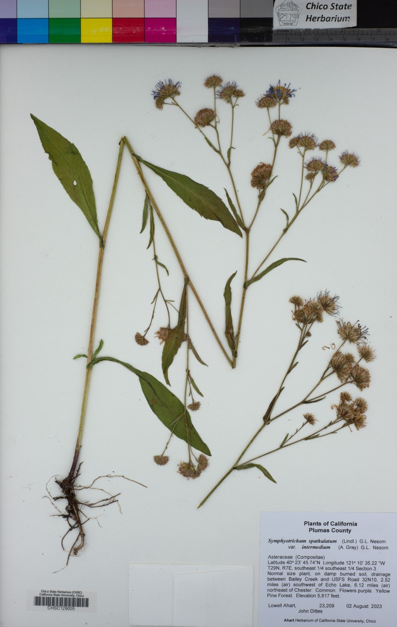 Symphyotrichum spathulatum var. intermedium photo 6