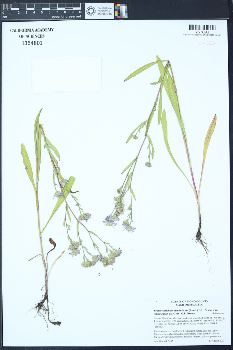 Symphyotrichum spathulatum var. intermedium photo 7