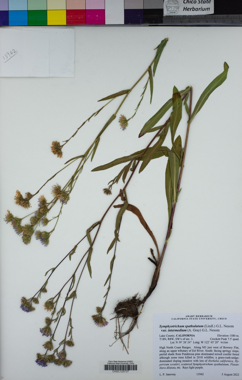 Symphyotrichum spathulatum var. intermedium photo 8