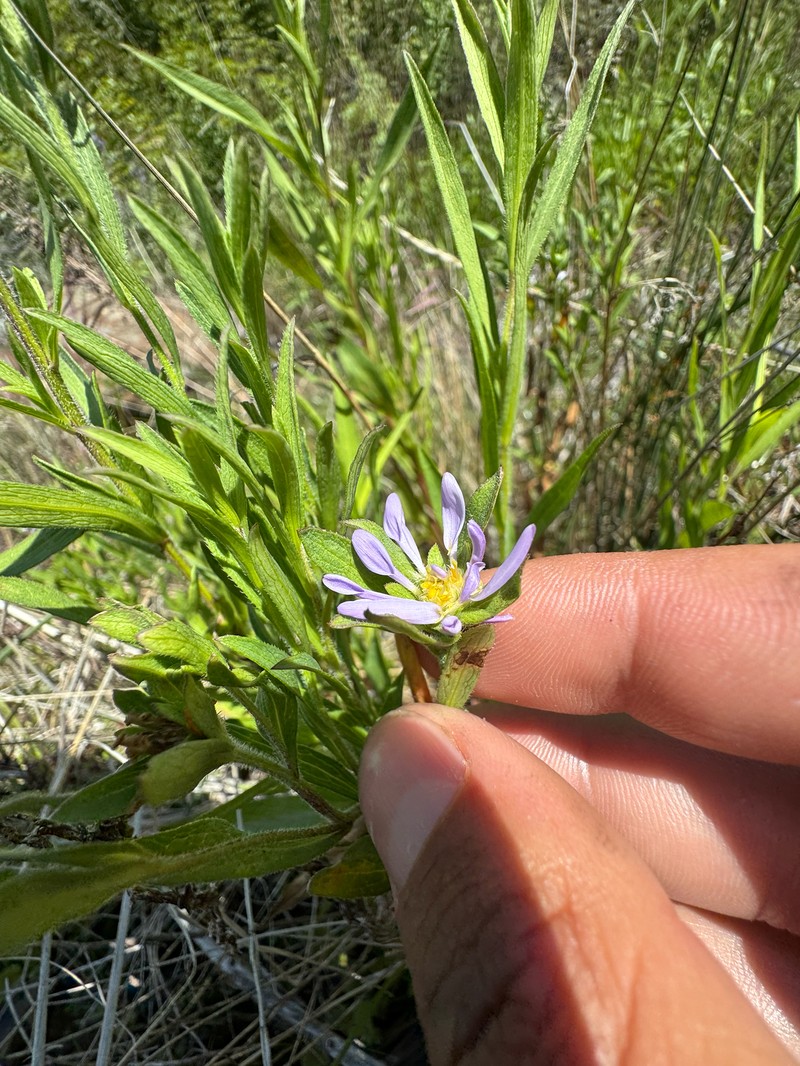 Symphyotrichum spathulatum var. spathulatum