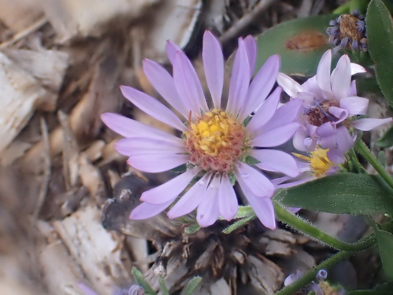 Symphyotrichum spathulatum var. spathulatum photo 2