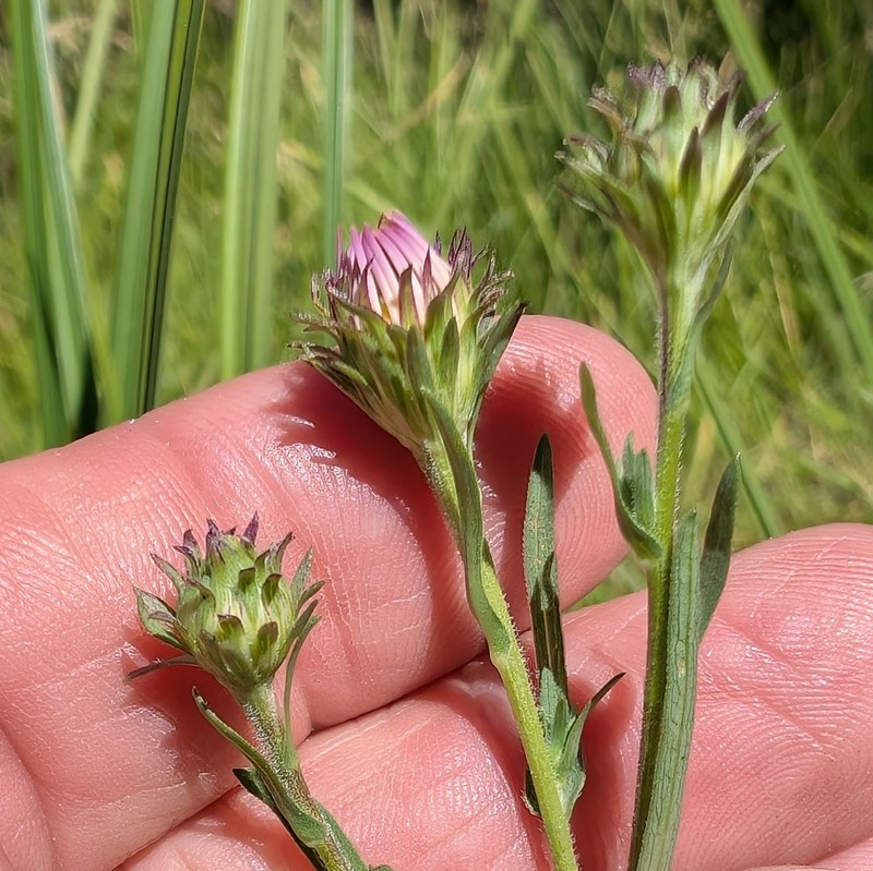 Symphyotrichum spathulatum var. spathulatum photo 3