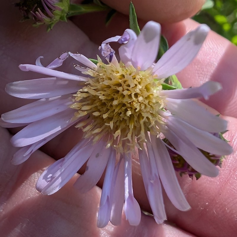 Symphyotrichum spathulatum var. spathulatum photo 4