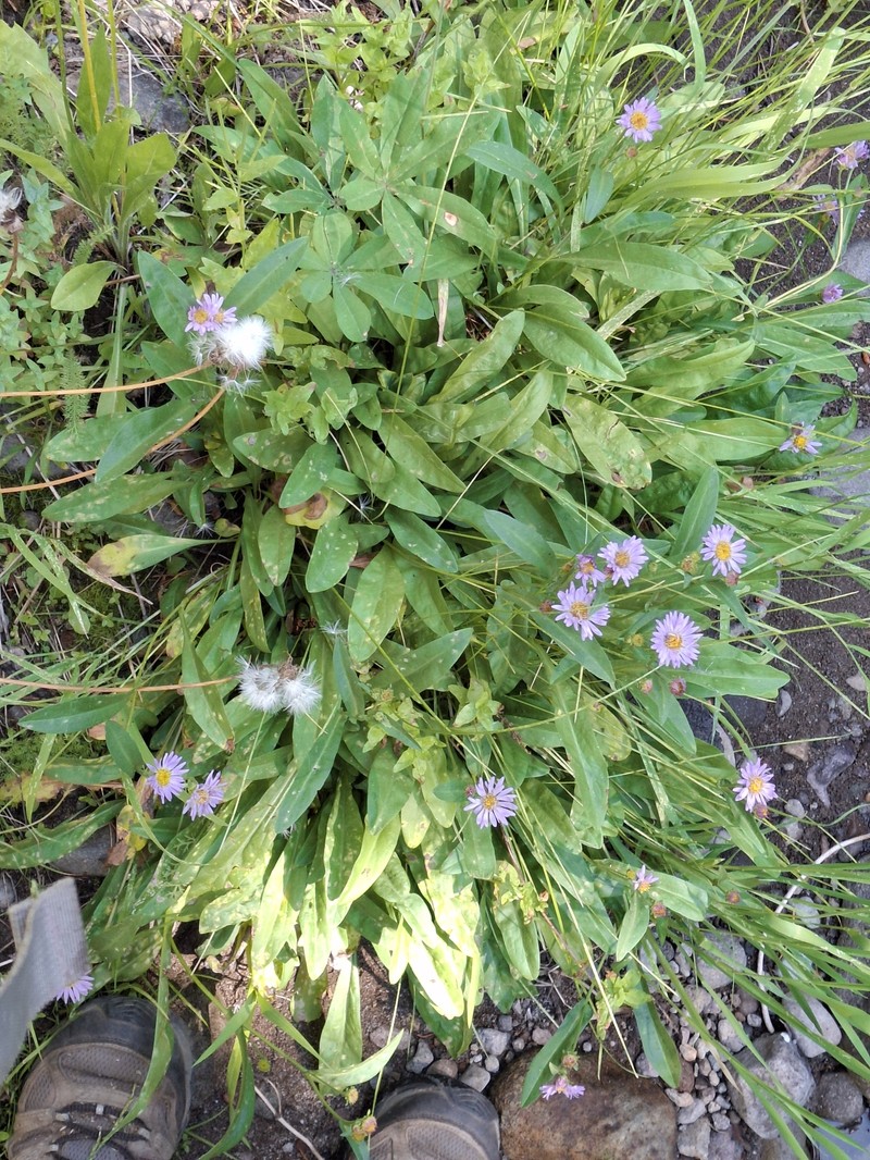 Symphyotrichum spathulatum var. spathulatum photo 5