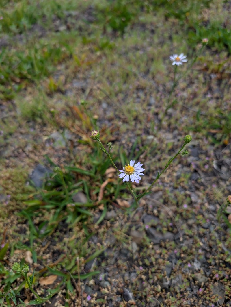 Symphyotrichum spathulatum var. spathulatum photo 6