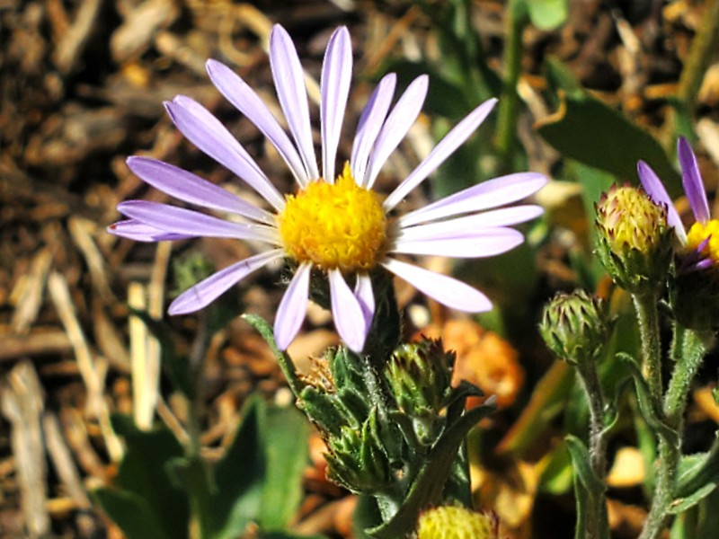 Symphyotrichum spathulatum var. spathulatum photo 7