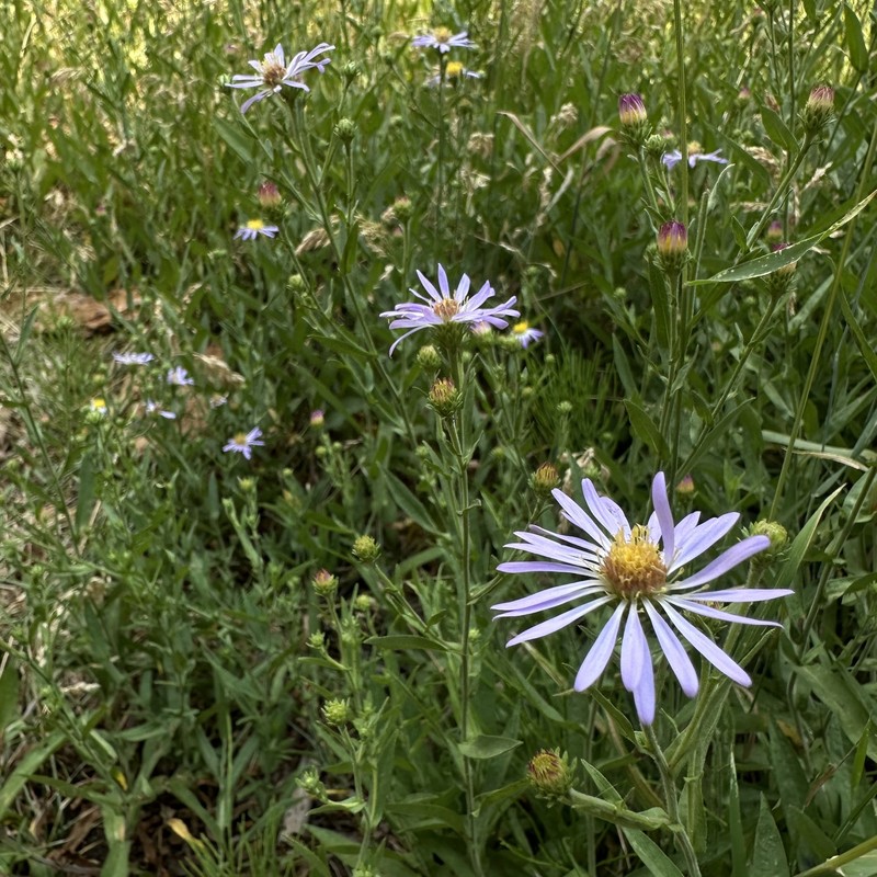 Symphyotrichum spathulatum var. spathulatum photo 8