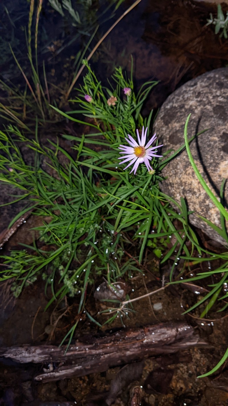 Symphyotrichum spathulatum var. yosemitanum