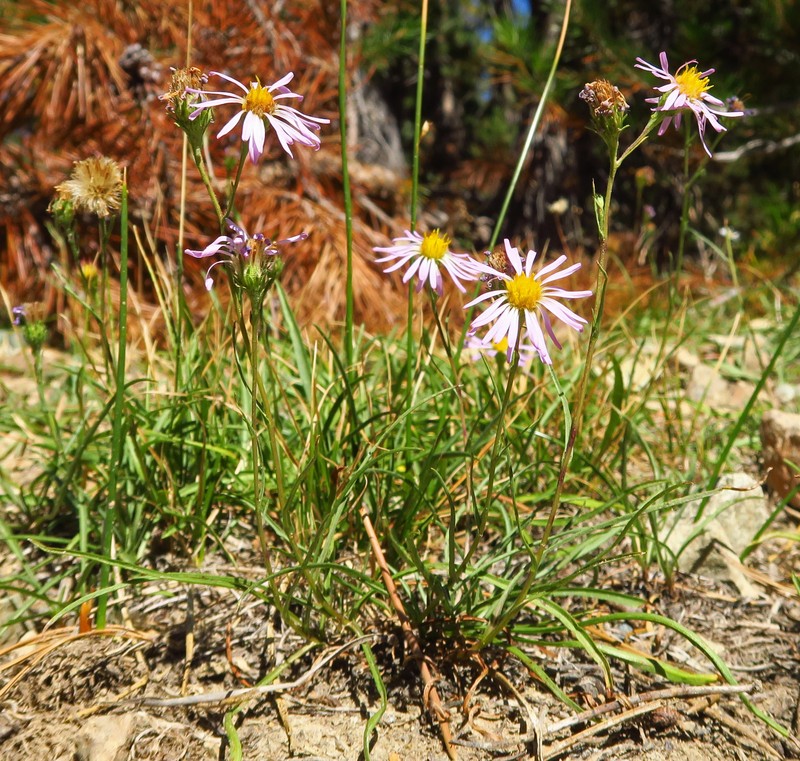 Symphyotrichum spathulatum var. yosemitanum photo 2