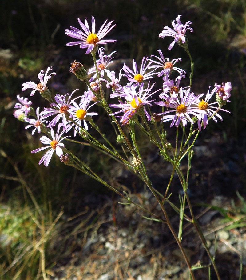 Symphyotrichum spathulatum var. yosemitanum photo 3