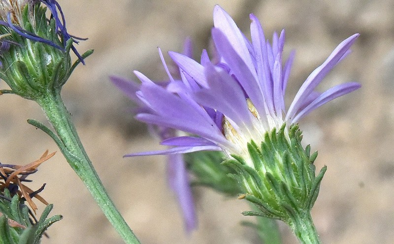 Symphyotrichum spathulatum var. yosemitanum photo 4