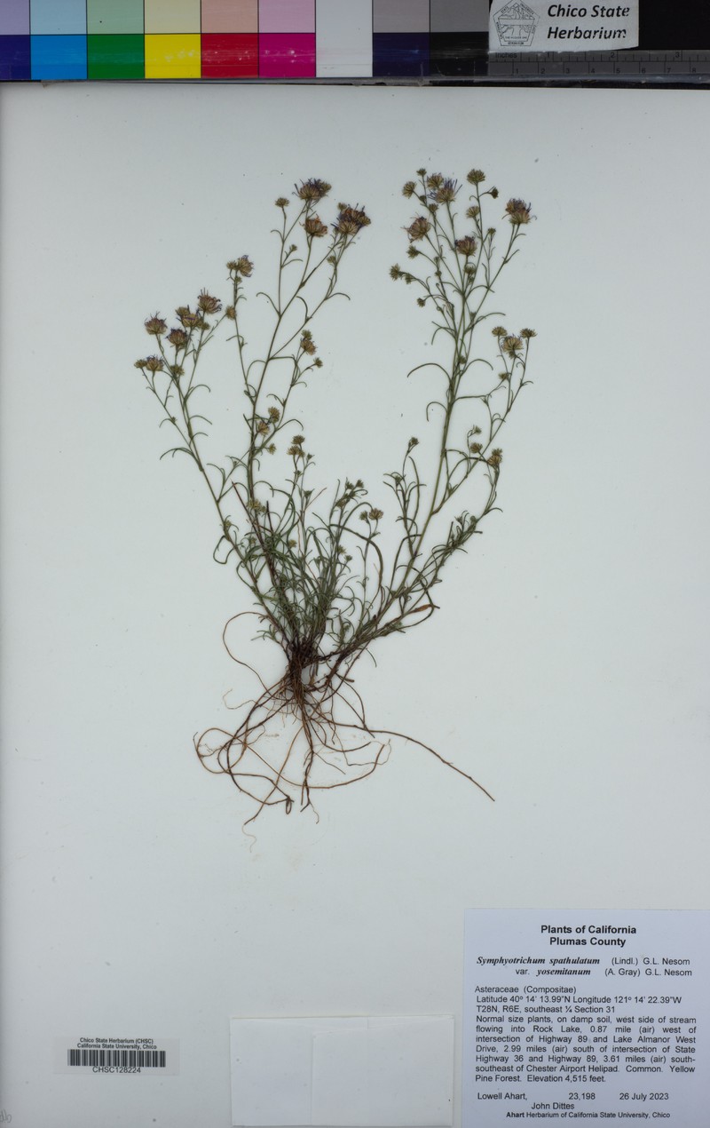 Symphyotrichum spathulatum var. yosemitanum photo 5