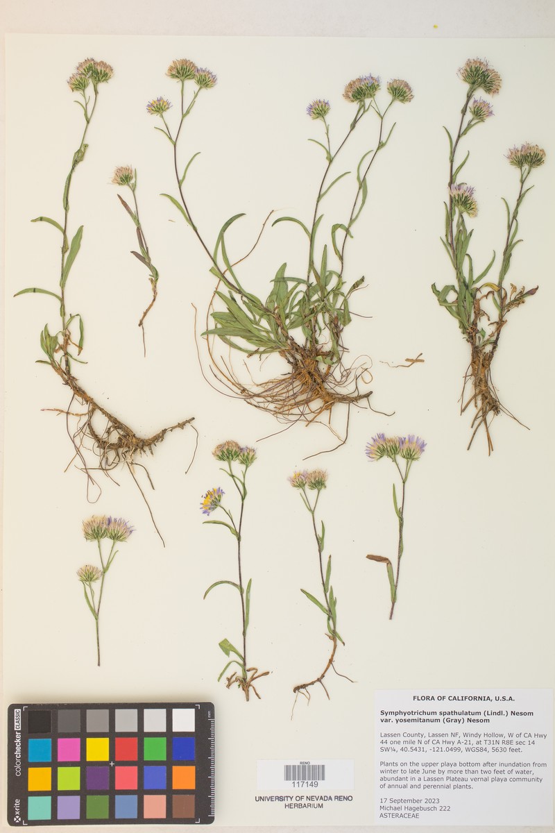 Symphyotrichum spathulatum var. yosemitanum photo 6