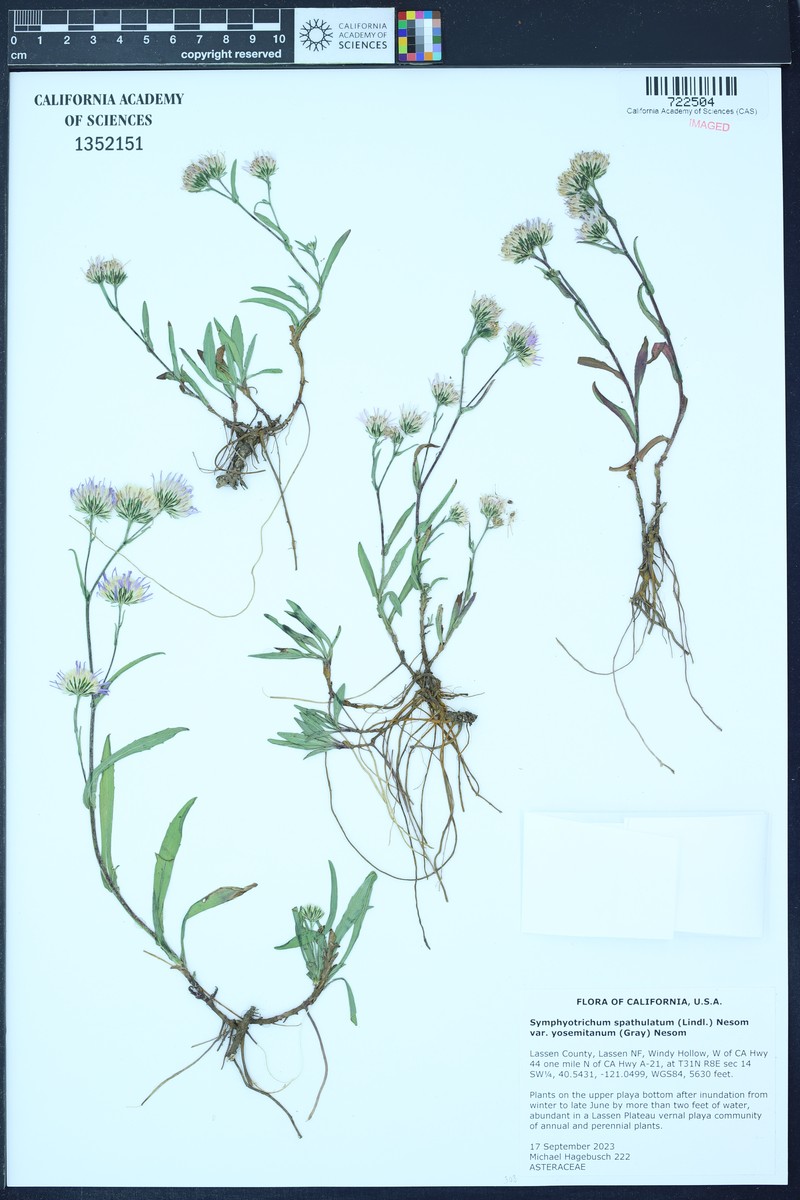Symphyotrichum spathulatum var. yosemitanum photo 7