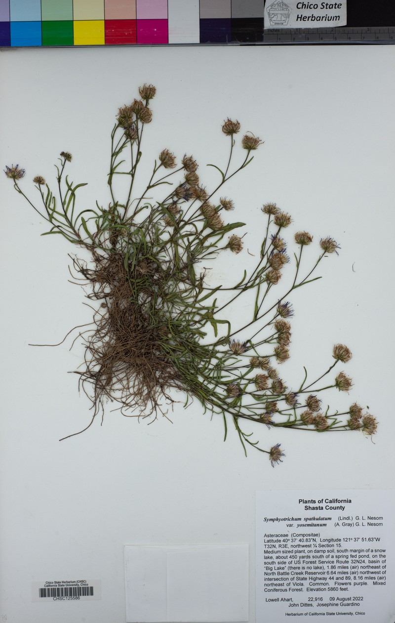 Symphyotrichum spathulatum var. yosemitanum photo 8