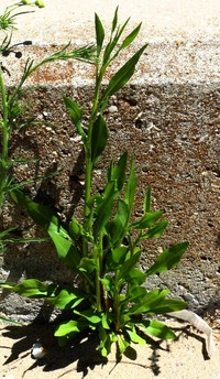 Southeastern Annual Saltmarsh Aster