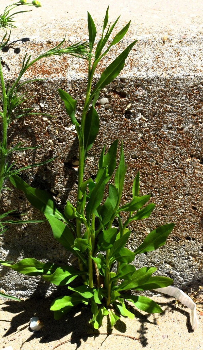 Southeastern Annual Saltmarsh Aster