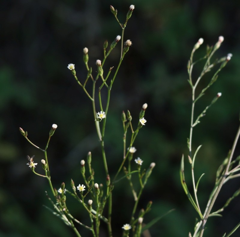 Southeastern Annual Saltmarsh Aster photo 2