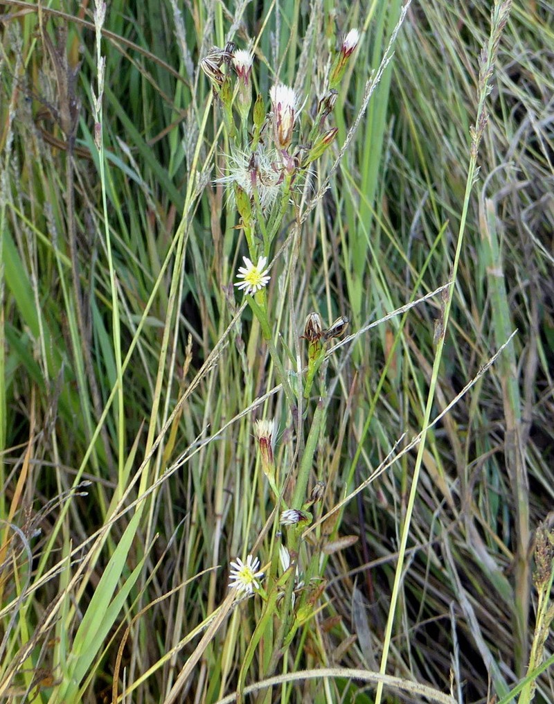Southeastern Annual Saltmarsh Aster photo 3