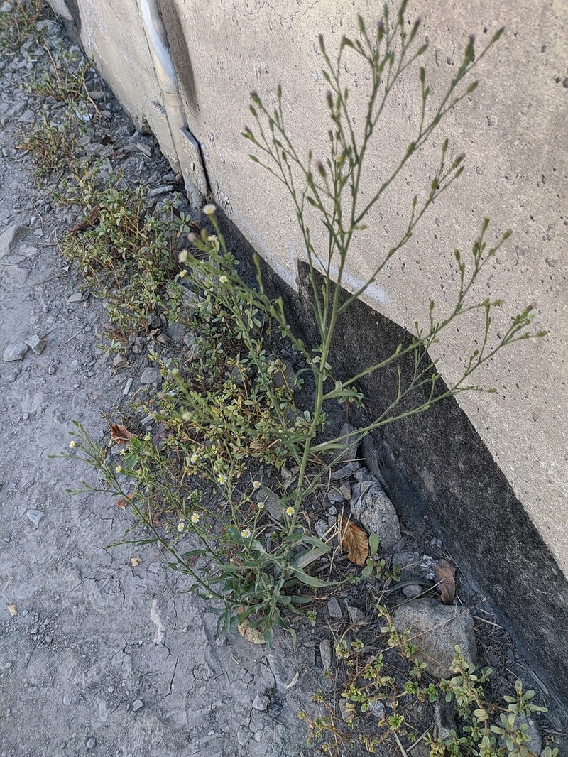 Southeastern Annual Saltmarsh Aster photo 4