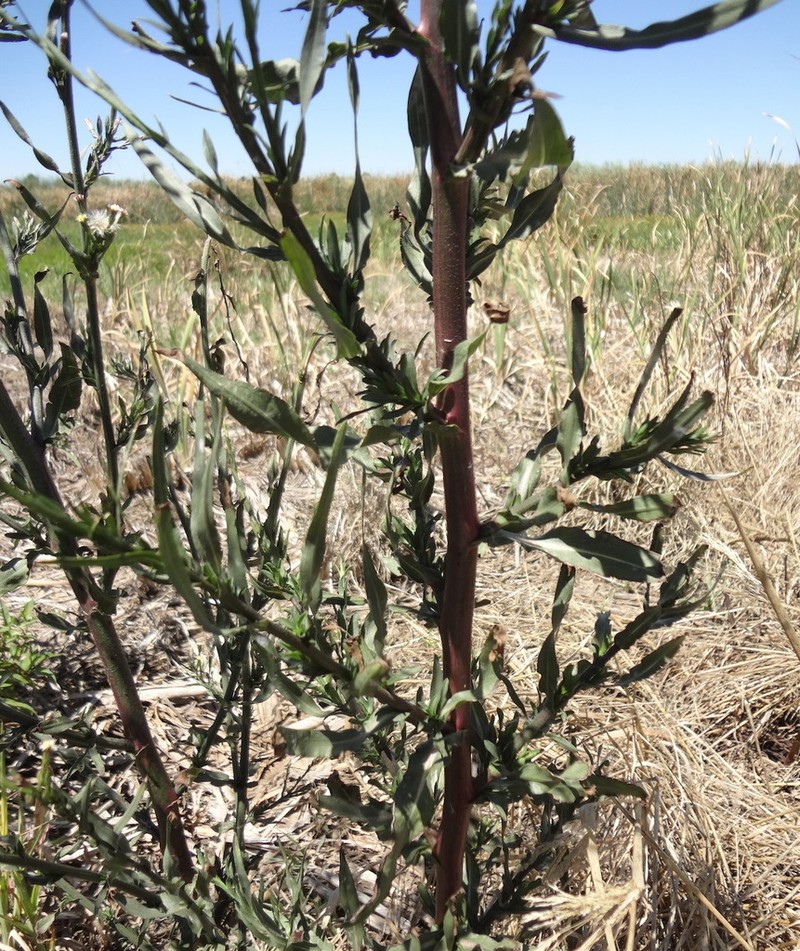 Southeastern Annual Saltmarsh Aster photo 8