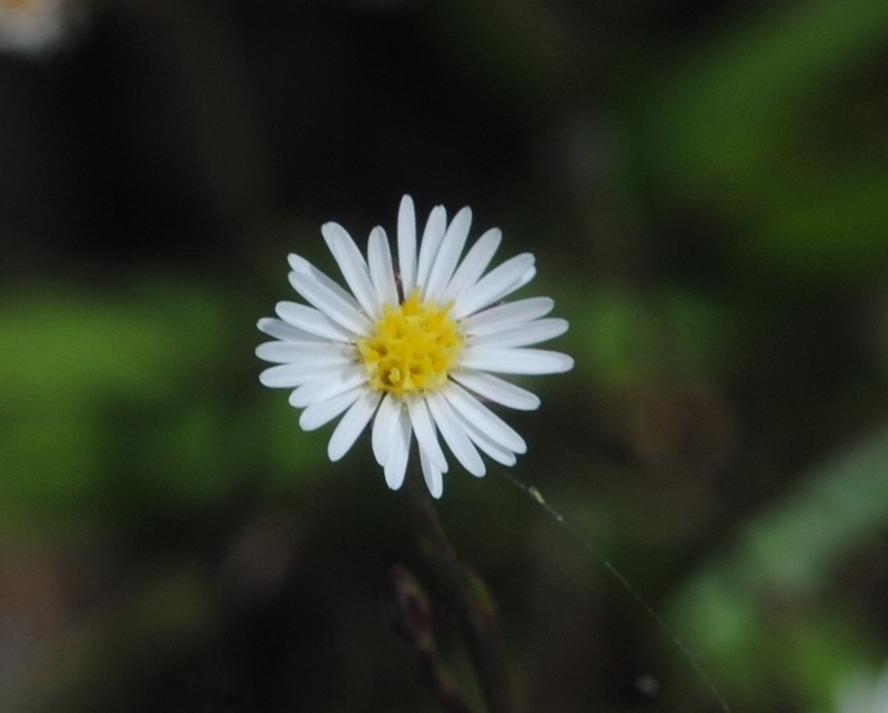 Southeastern Annual Saltmarsh Aster photo 2