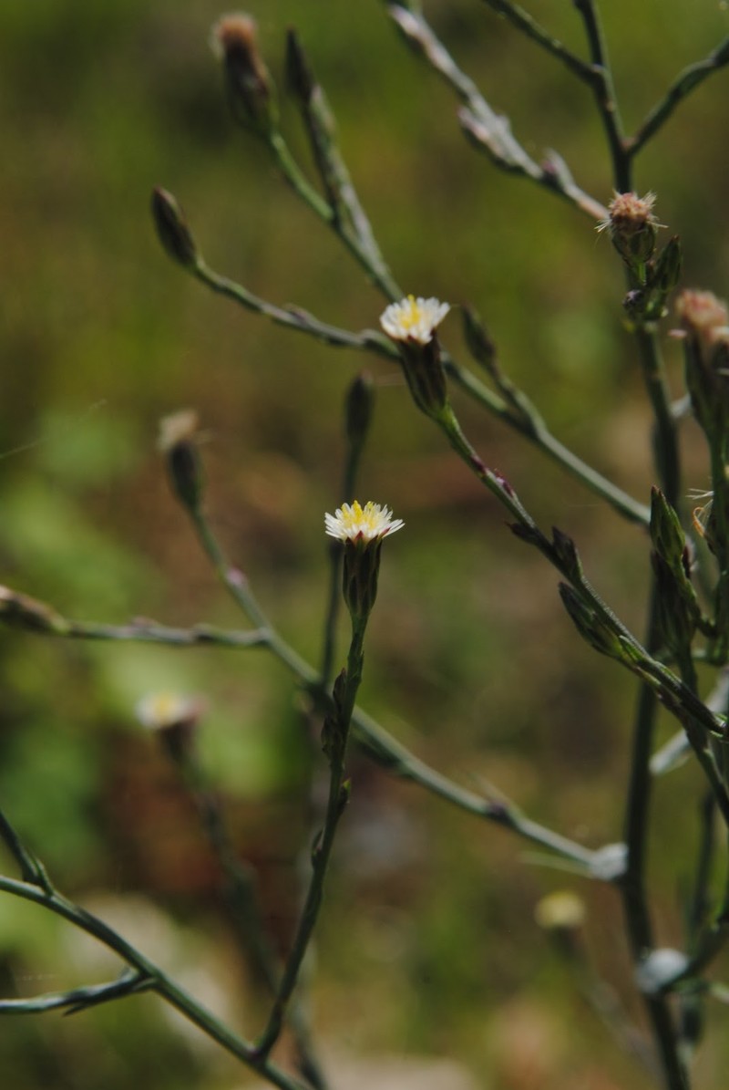 Southeastern Annual Saltmarsh Aster photo 3