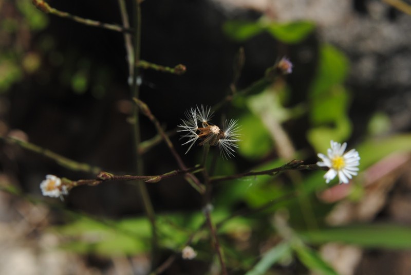 Southeastern Annual Saltmarsh Aster photo 4