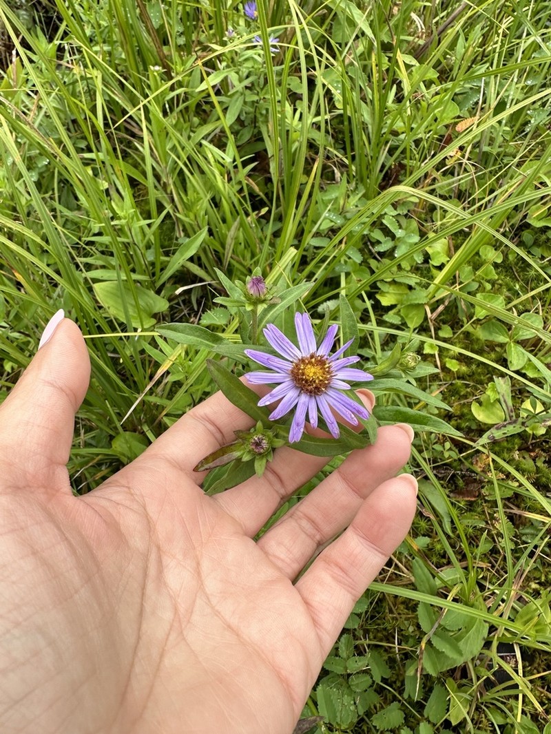 Douglas Aster photo 2