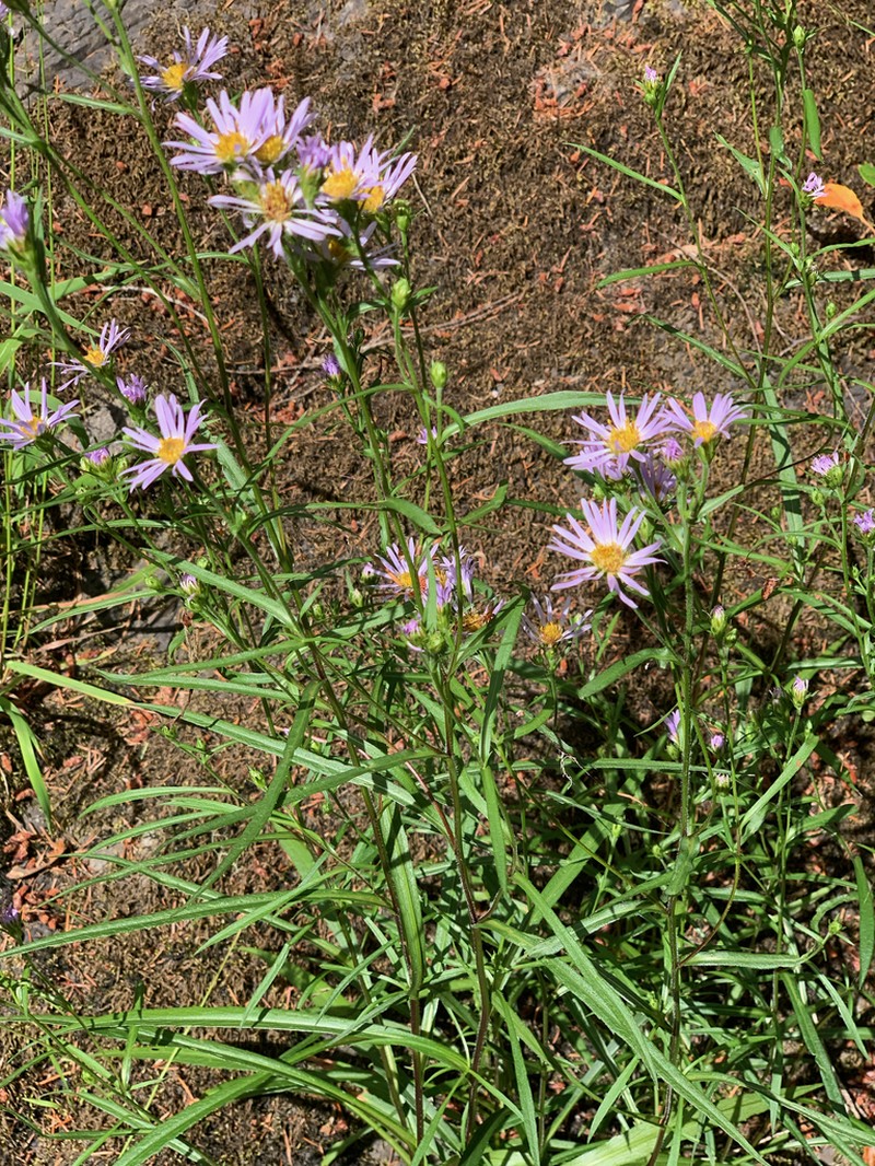Douglas Aster photo 3