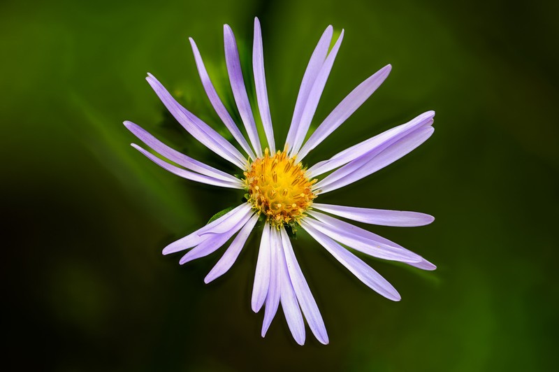 Douglas Aster photo 4