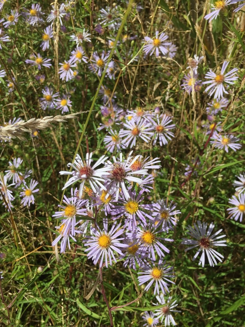 Douglas Aster photo 5