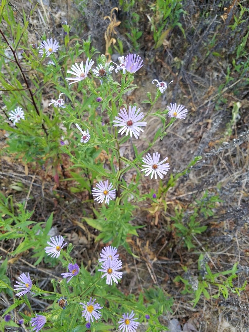Douglas Aster photo 6