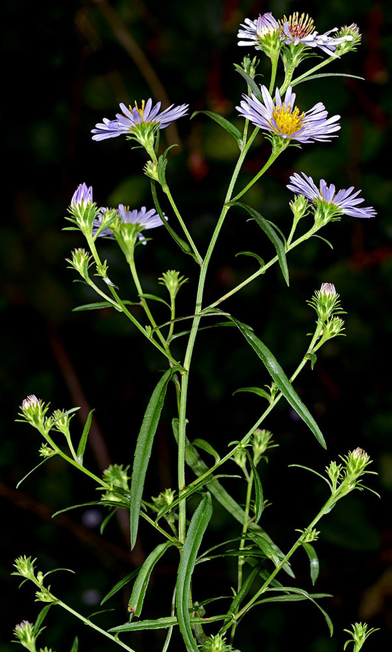 Douglas Aster photo 7