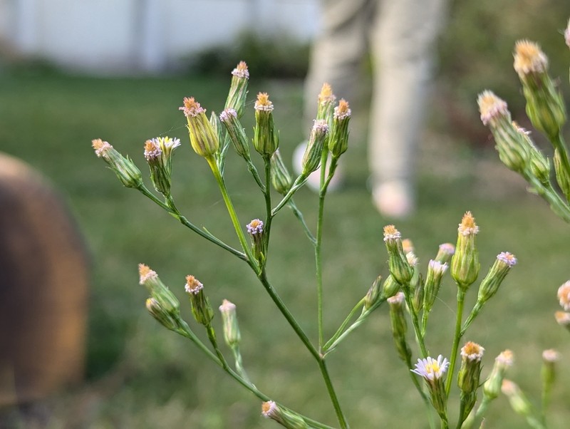 Eastern Annual Saltmarsh Aster photo 5