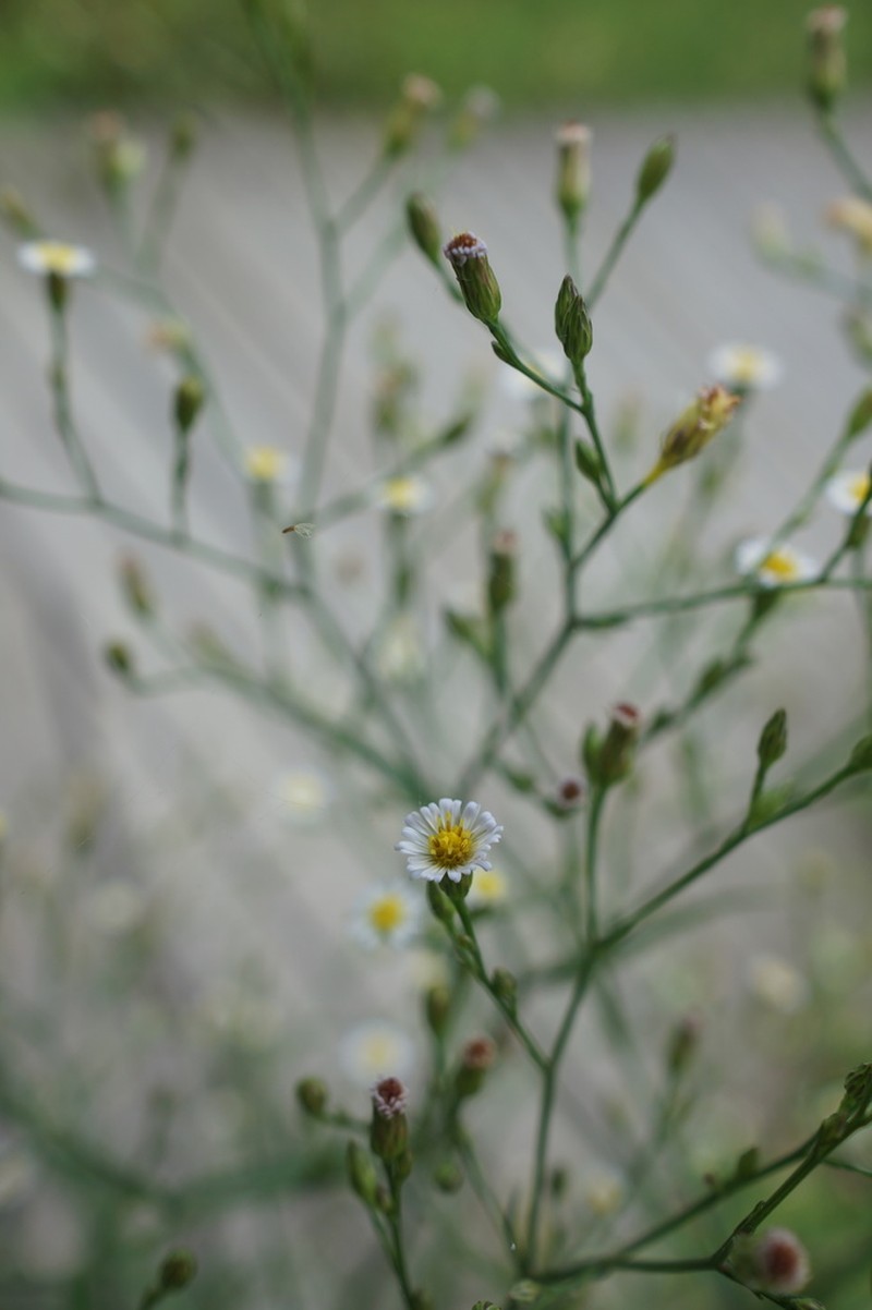 Eastern Annual Saltmarsh Aster photo 6